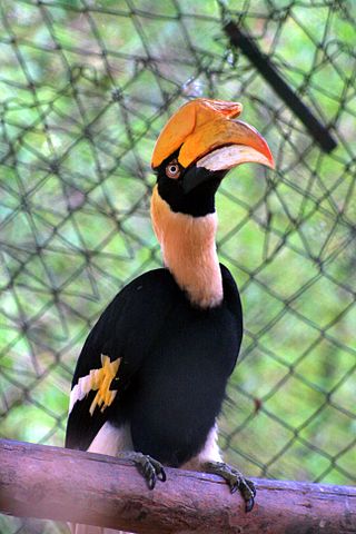 File:വേഴാമ്പൽ-ബന്നാർക്കട്ട-പാർക്ക്.JPG