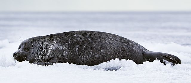 File:Baikal-seal 4747-pho.jpg