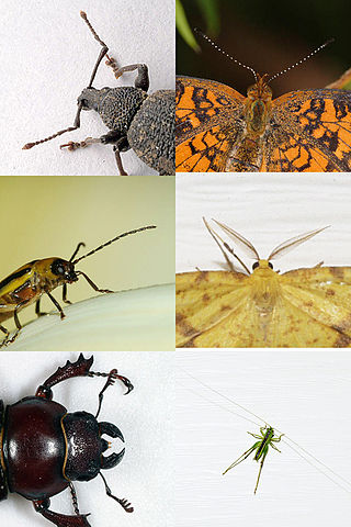 File:Insect antennae comparison.jpg