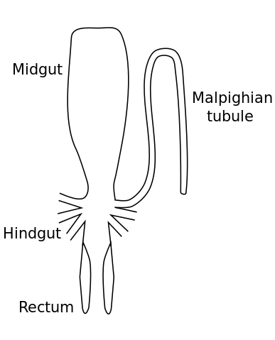 File:Malpighian tube.svg