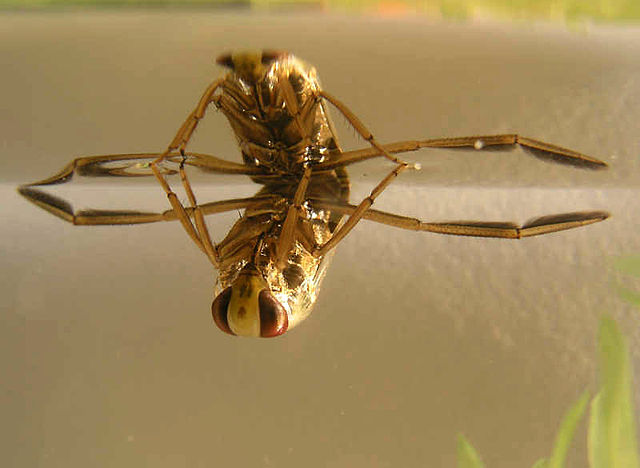 File:Notonecta glauca01.jpg