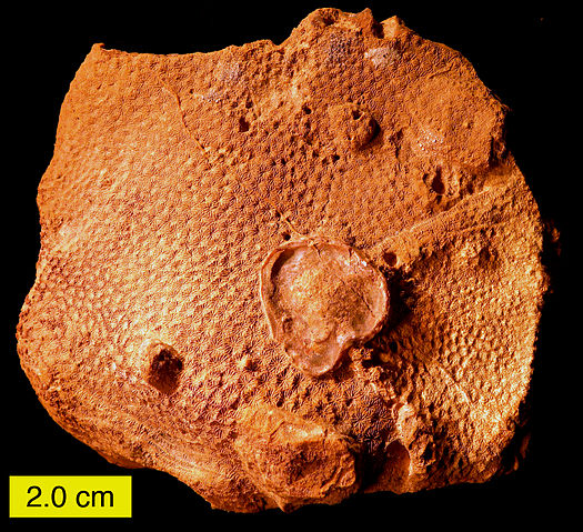 File:MatmorScleractinian.JPG