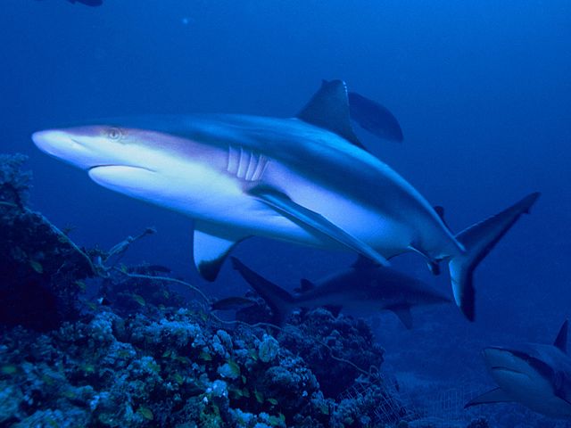 File:Grey5b.jpg