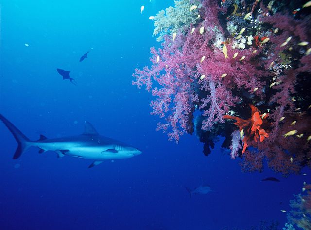 File:Greyreefshark2.JPG
