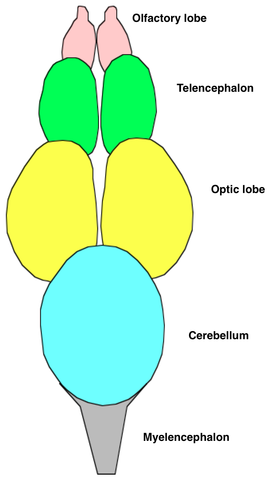 File:Fish brain.png