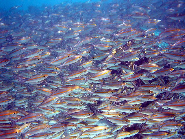 File:School of Pterocaesio chrysozona in Papua New Guinea 1.jpg