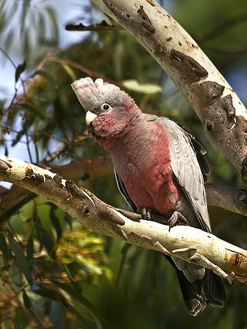 File:Eolophus roseicapilla -Wamboin, NSW, Australia -juvenile-8.jpg