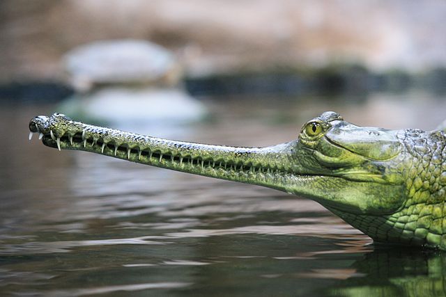 File:Gavialis gangeticus, ZOO Praha 045.jpg