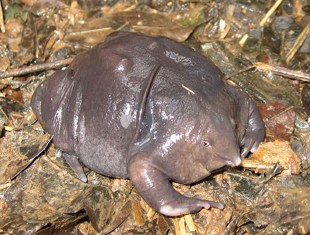 File:Nasikabatrachus sahyadrensis.jpg