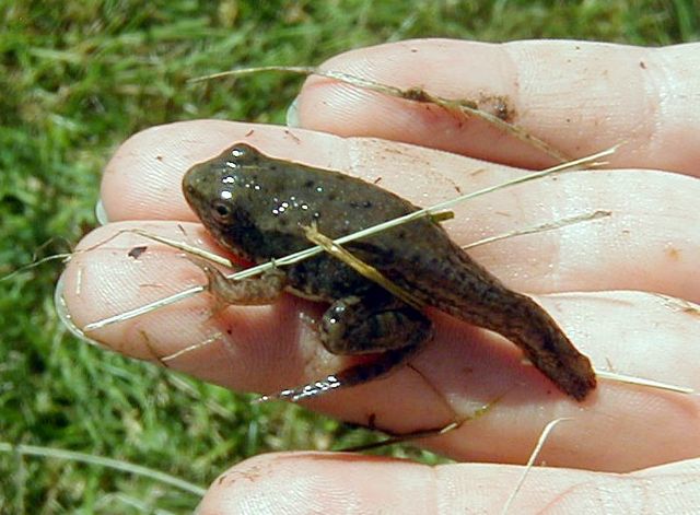 File:Juvenile Frog with tail top view (1).JPG
