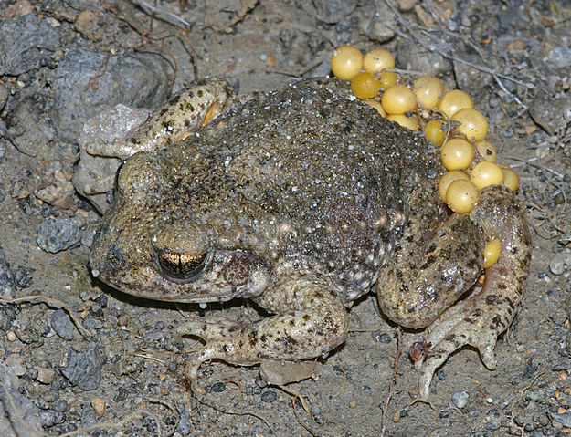File:AlytesObstetricansMaleWithEggs.jpg
