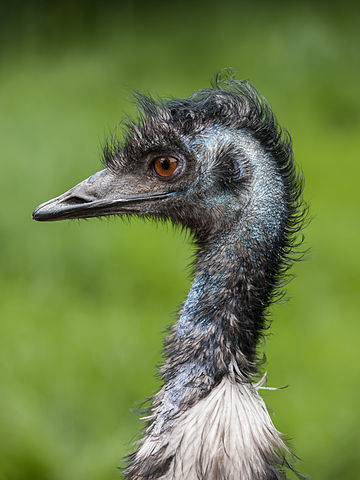 File:Dromaius novaehollandiae (head) Battersea Park Children's Zoo.jpg