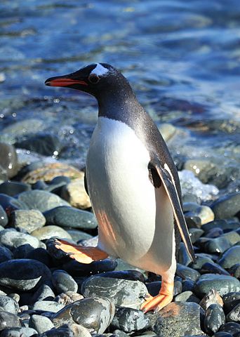 File:Gentoo Penguin at Cooper Bay, South Georgia.jpg