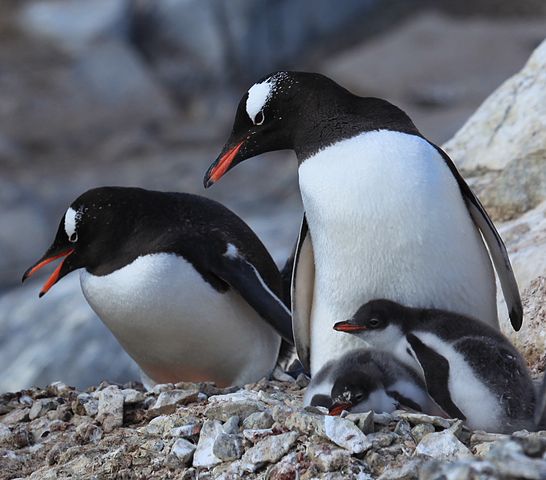 File:Pygoscelis papua -Jougla Point, Wiencke Island, Palmer Archipelago -adults and chicks-8.jpg