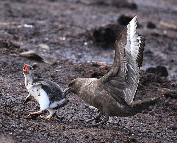 File:Brown Skua snatches Gentoo Penguin Chick (5751218963).jpg