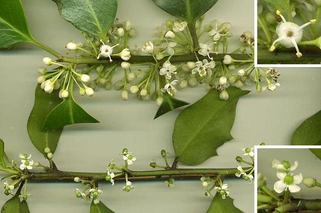 File:Hollyflowers.jpg