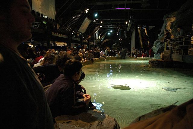 File:Acquario di Genova-vasca delle razze.jpg