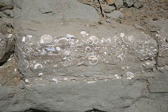 File:Fossils in a beach wall.JPG