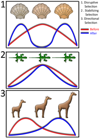 File:Selection Types Chart.png