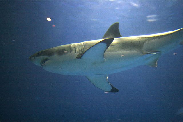 File:Great white aqurium.jpg