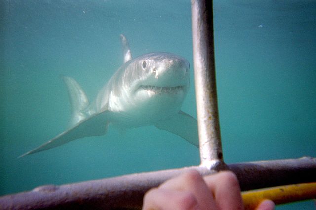 File:Great white Dyer island 2010-07.jpg