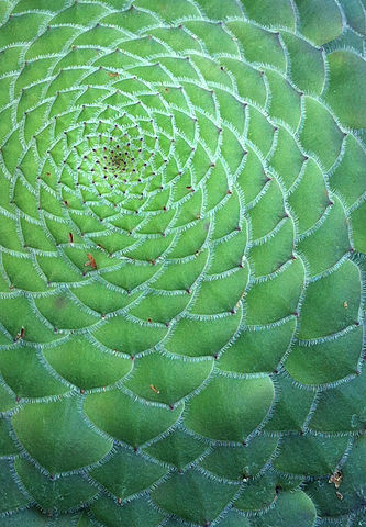 File:Aeonium tabuliforme.jpg