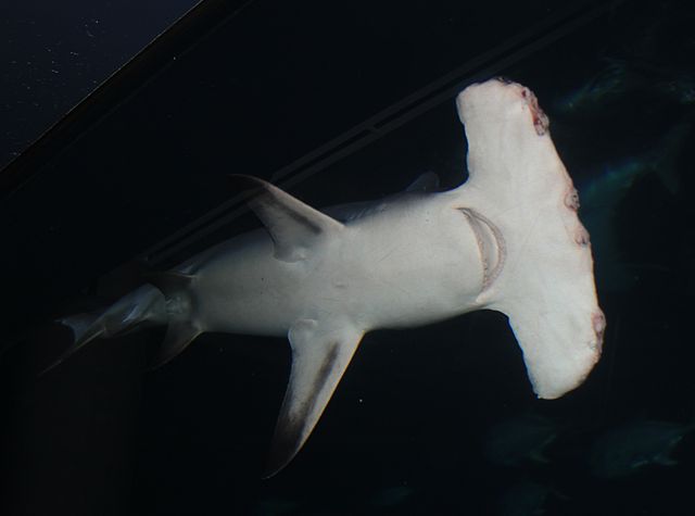 File:Sphyrna mokarran camden.jpg