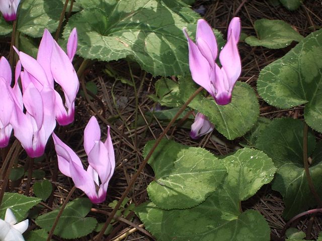 File:Wild cyclamens.jpg