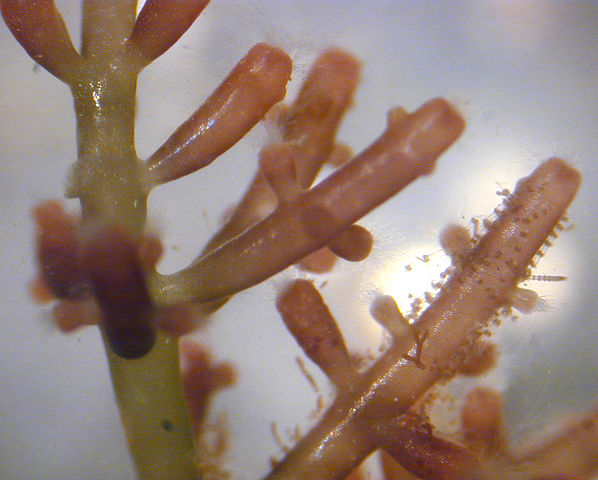 File:Laurencia.jpg