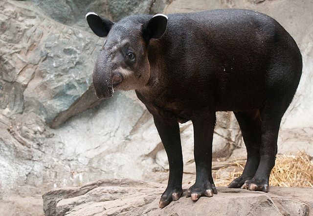 File:Tapirus bairdii -Franklin Park Zoo, Massachusetts, USA-8a.jpg
