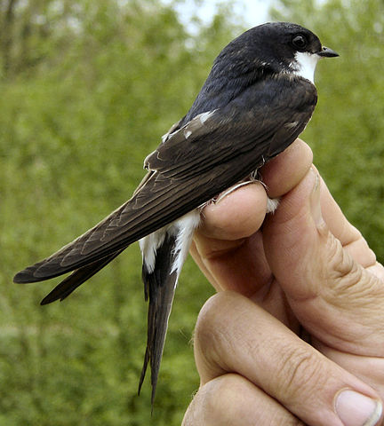 File:Delichon urbica NRM.jpg