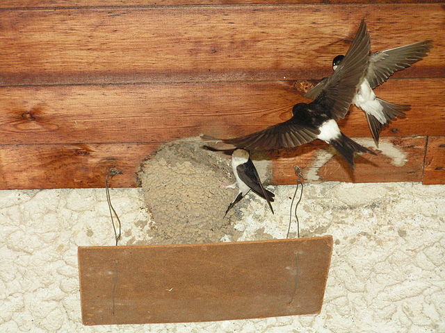 File:Delichon urbicum (Adrian Benko).jpg