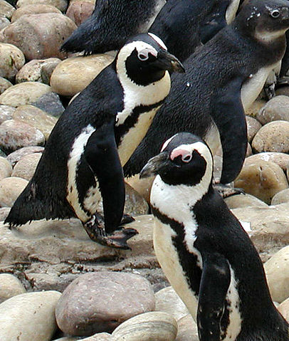File:508px-African.penguin.bristol.750pix (Pingstone).jpg