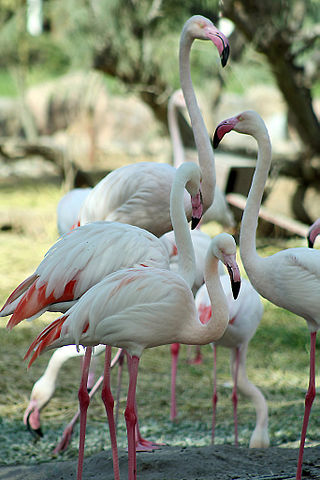 File:Birds in Al-Areen Wildlife Park.jpg