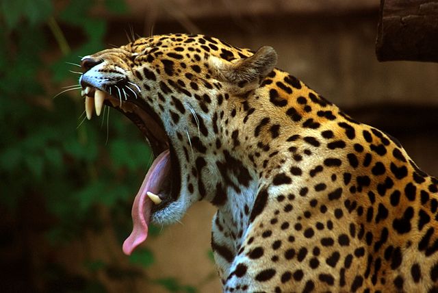 File:Panthera onca at the Toronto Zoo 2.jpg