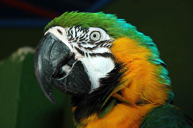 File:Guacamayo - Ara Ararauna.JPG