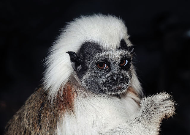 File:Saguinus oedipus (Linnaeus, 1758).jpg