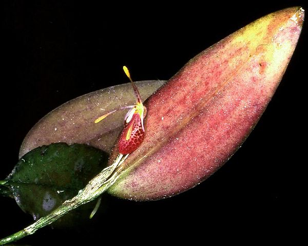 File:Restrepia muscifera Orchi 01.jpg
