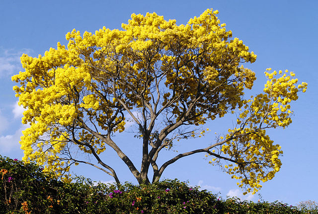 File:Guayacan-Cuernavaca.JPG