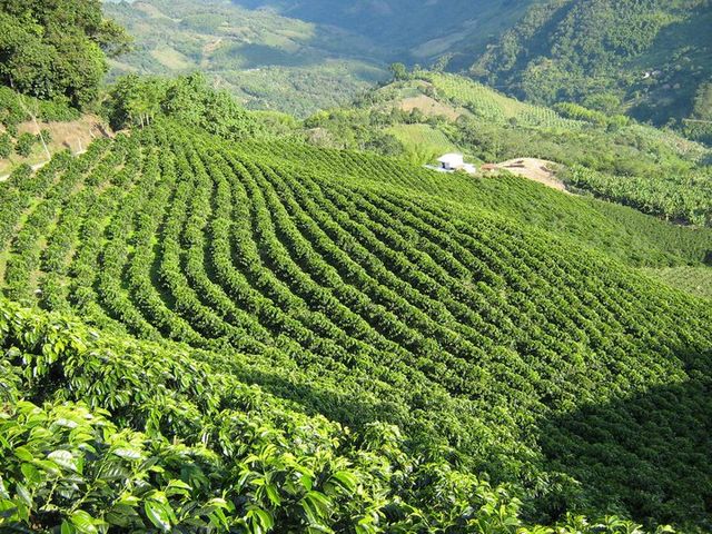 File:Cafetales de Quinchia (Risaralda).jpg