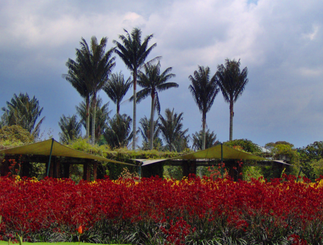 File:Ceroxylon quindiuense 4.png