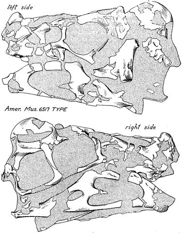 File:Oviraptor skull.jpg