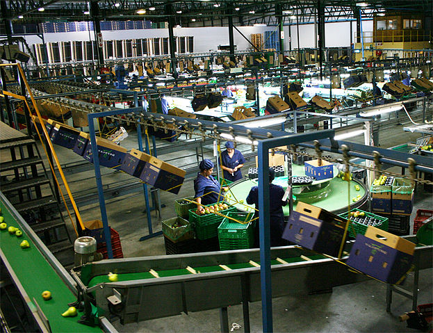 File:Graaff Fruit-Ceres packing.jpg