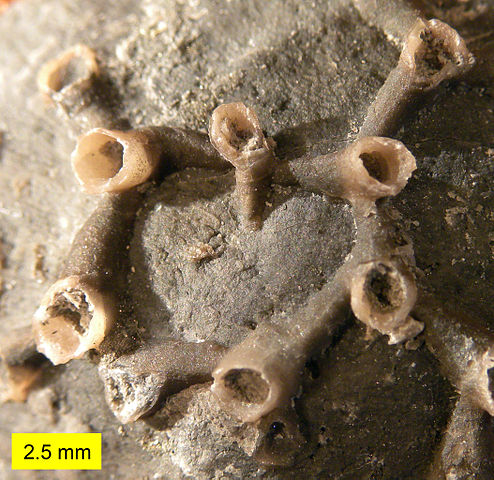 File:AuloporaDevonianSilicaShale.jpg