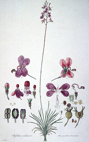 File:Stylidiumviolaceum print.jpg