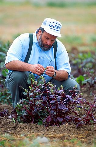 File:Inspecting sugar beet plants.jpg