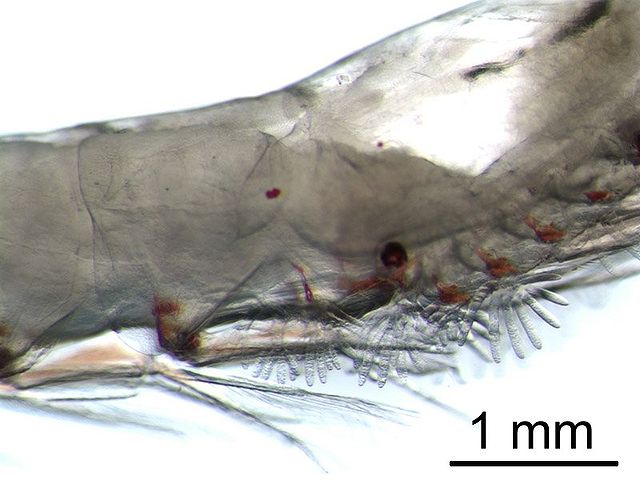 File:Euphausia gills.jpg