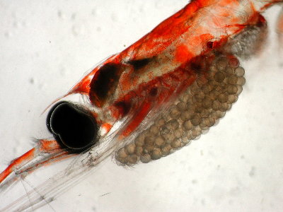 File:Nematoscelis difficilis female.jpg