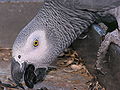 Psittacus erithacus -upper body-8a.jpg