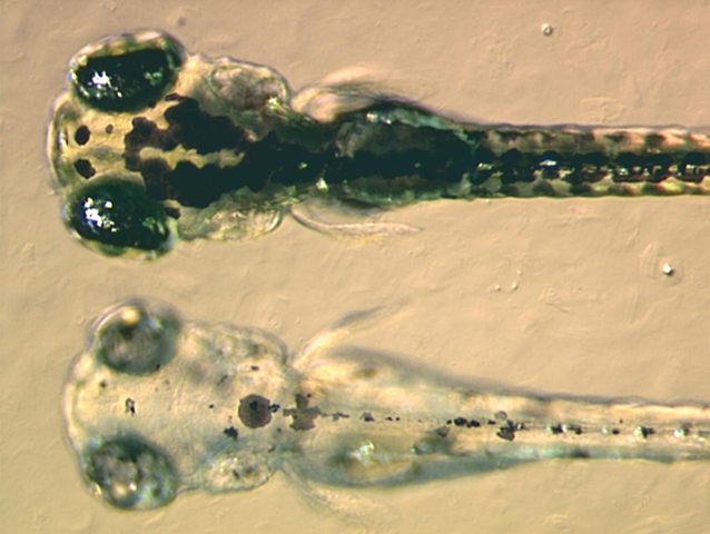 File:Zebrafish embryos.png